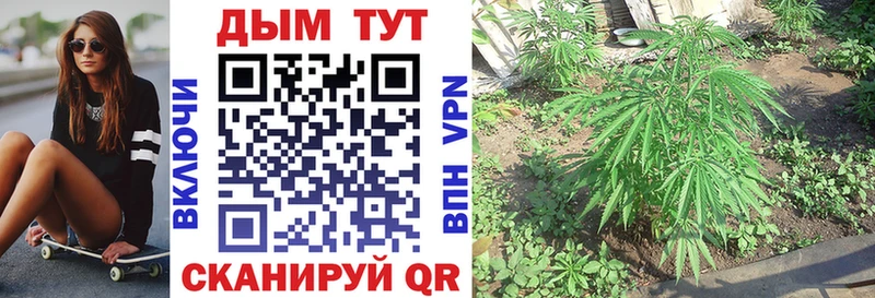 где найти   Дубовка  Канабис VHQ 